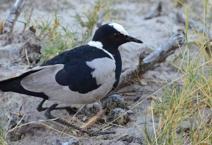 هتل Xakanaka Mobile Camp