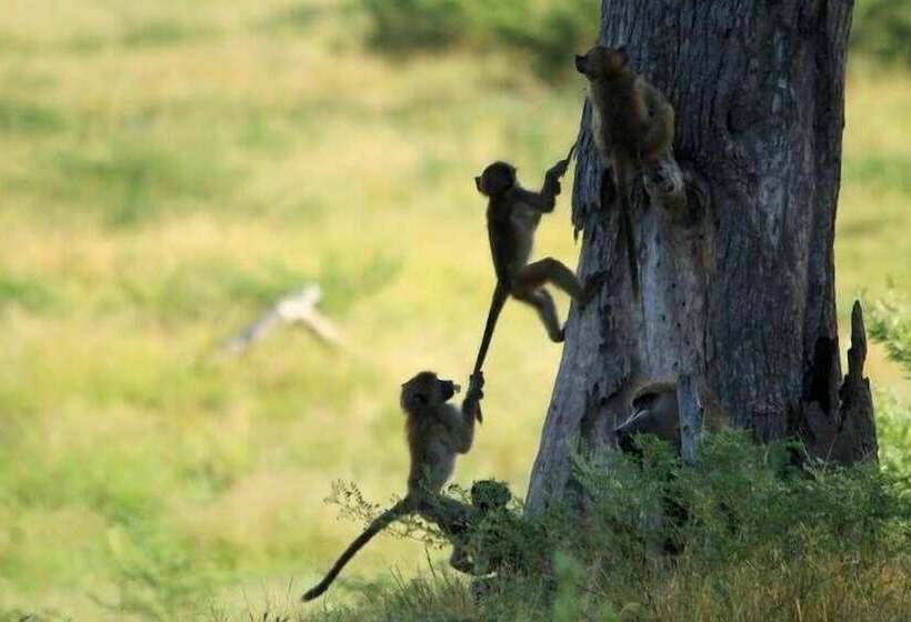 هتل Xakanaka Mobile Camp