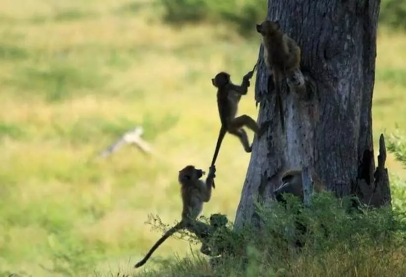 هتل Xakanaka Mobile Camp