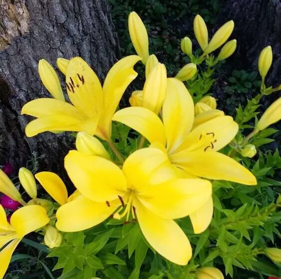 Motelli River Country Motor Lodge