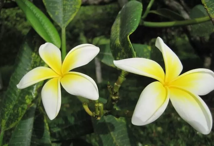 Richmond Vale Diving And Hiking Center   Hostel