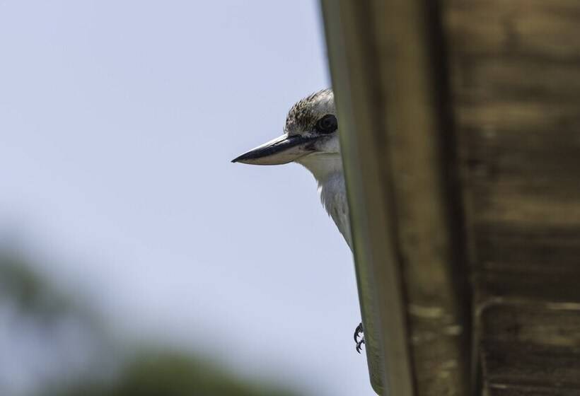 Clarendon Forest Retreat