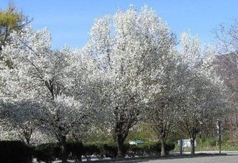 酒店 Macarthur Inn