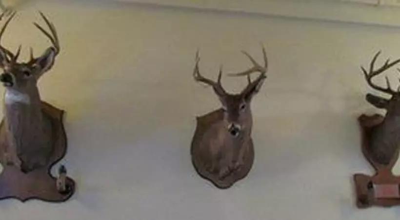 Hotelli Macarthur Inn