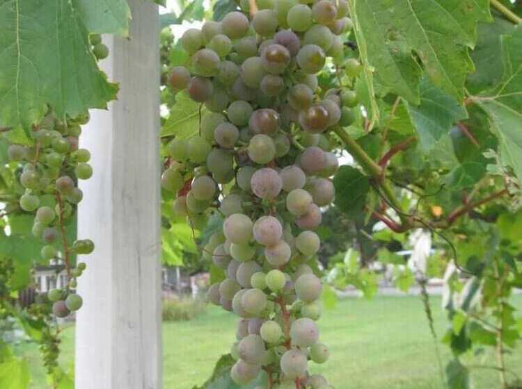 汽车旅馆  The Cabins At Autumn Mountain Winery