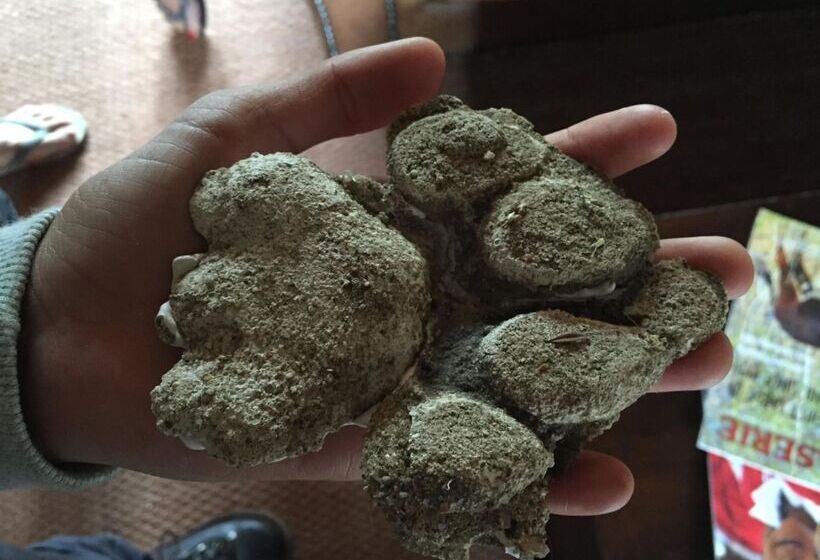 ホテル Baobab Ridge Private Lodge