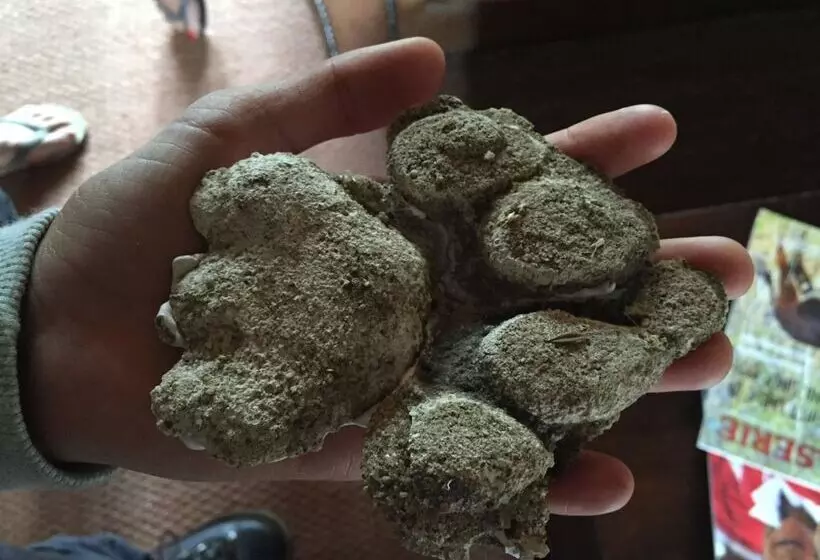 בית מלון כפרי Baobab Ridge Private Lodge