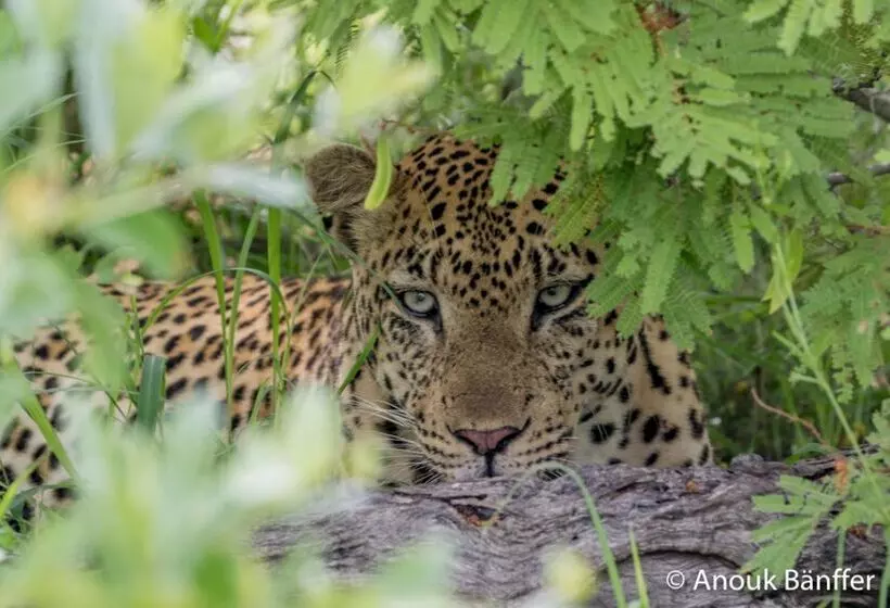 בית מלון כפרי Baobab Ridge Private Lodge
