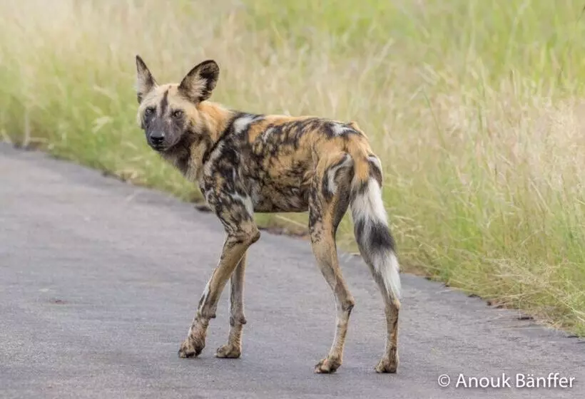 בית מלון כפרי Baobab Ridge Private Lodge