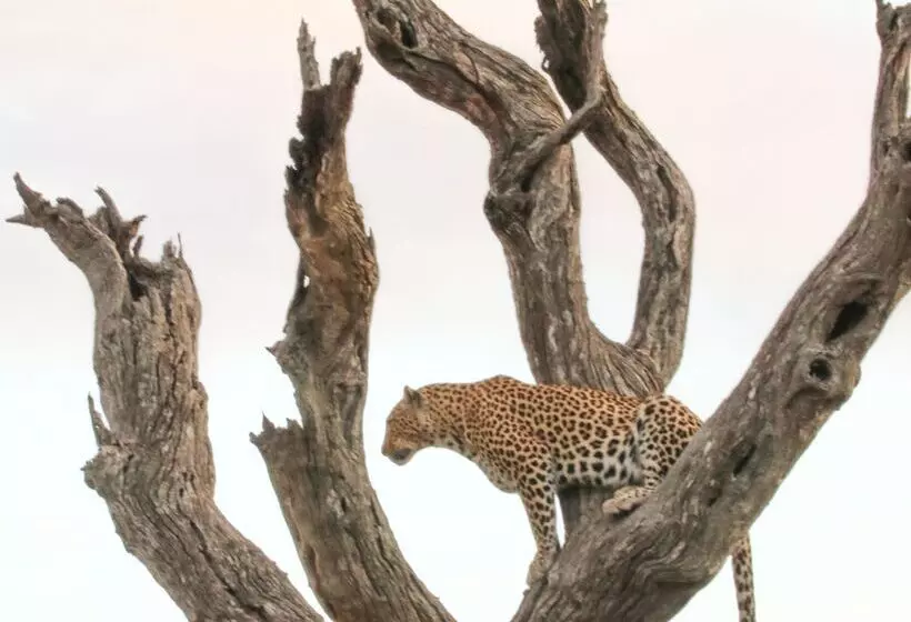 בית מלון כפרי Baobab Ridge Private Lodge