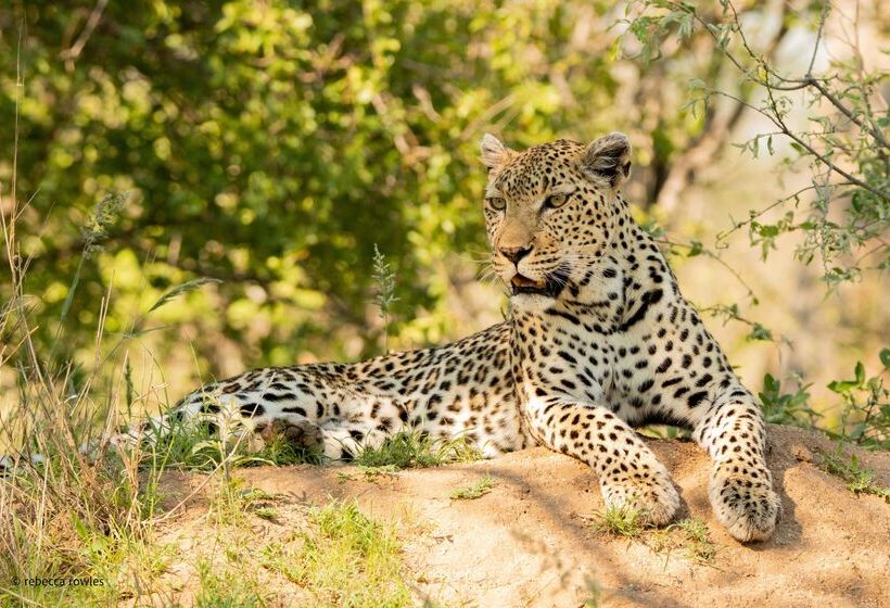 ホテル Baobab Ridge Private Lodge