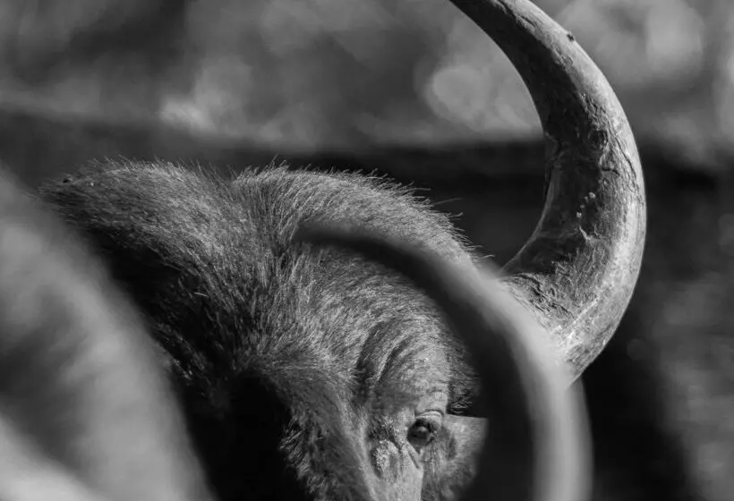 בית מלון כפרי Baobab Ridge Private Lodge