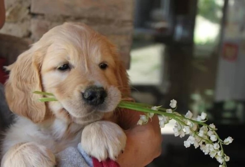 فندق Restaurant La Martiniere