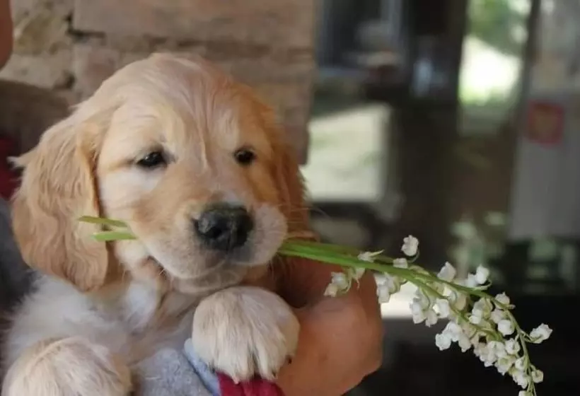 Отель Restaurant La Martiniere