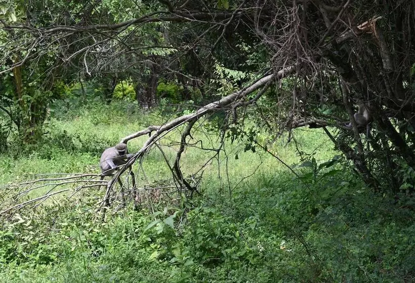 هتل Drunken Elephant Mara
