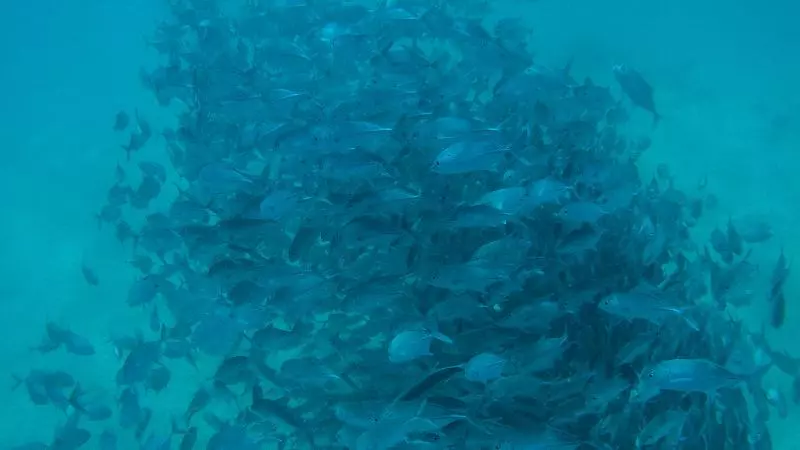 酒店 Modessa Island Resort