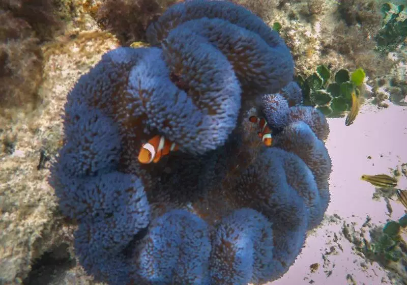 酒店 Modessa Island Resort