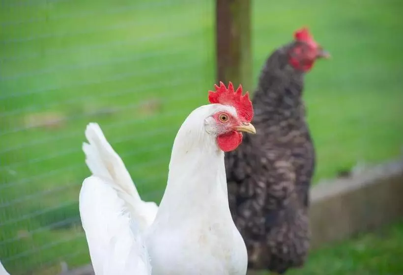 مبيت وإفطار Laundimer House