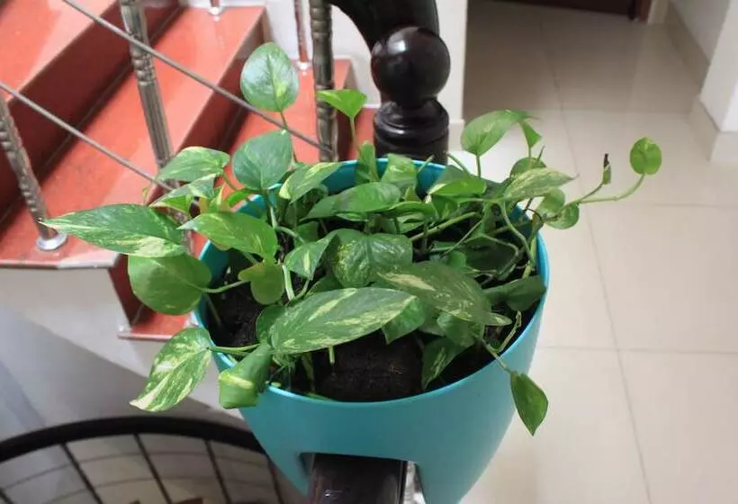 هتل The Alley Saigon