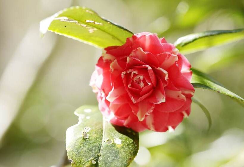 료칸 Oku Yugawara Sansuirou