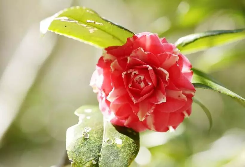 旅館 Oku Yugawara Sansuirou