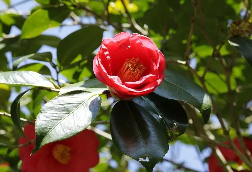 旅館 Oku Yugawara Sansuirou