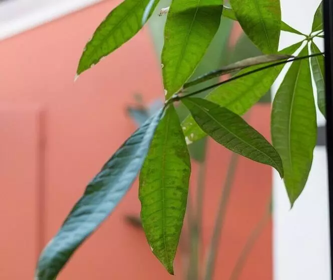 Aamiaismajoitus (B&B) La Maison De Jean By Maison Bacou