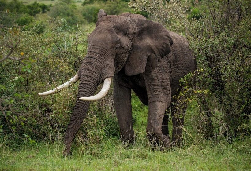 هتل Endeem Mara Resort