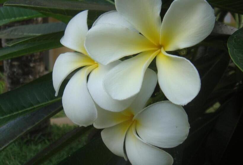 پانسیون La Perla Holiday Apartments