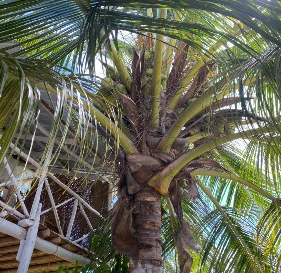 Пансион Ocean Wonder Dive & Stay