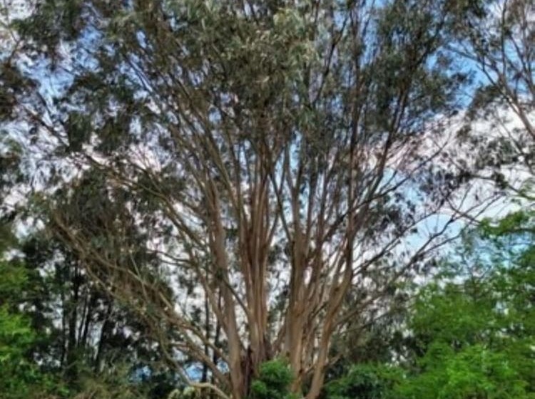 Deville At Healesville