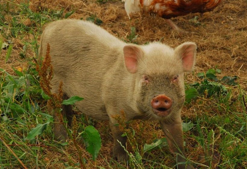 فندق Village Toue Du Domaine Des Demoiselles