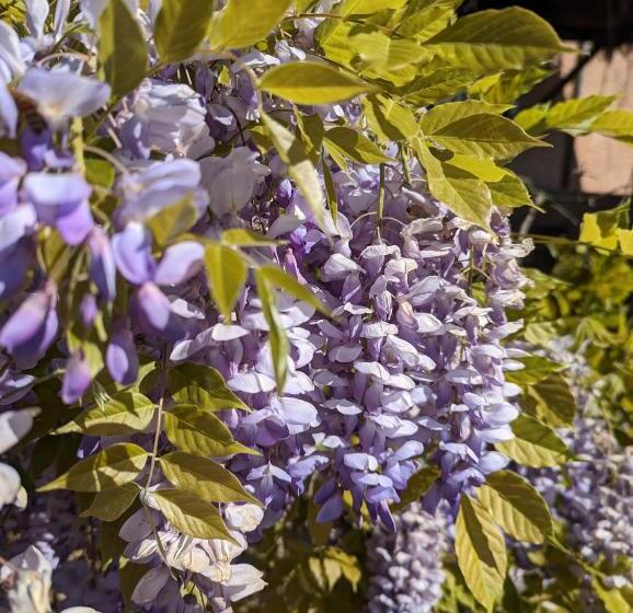 ベッドアンドブレックファースト Cascina Cortese