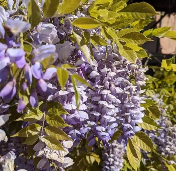 Aamiaismajoitus (B&B) Cascina Cortese