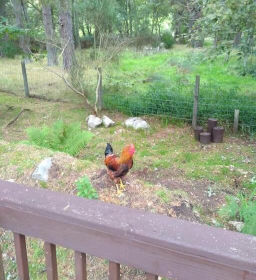 Bed and Breakfast 7 Burnside House