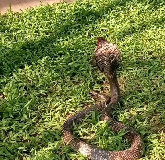 بنسيون Banana Palace Weligama