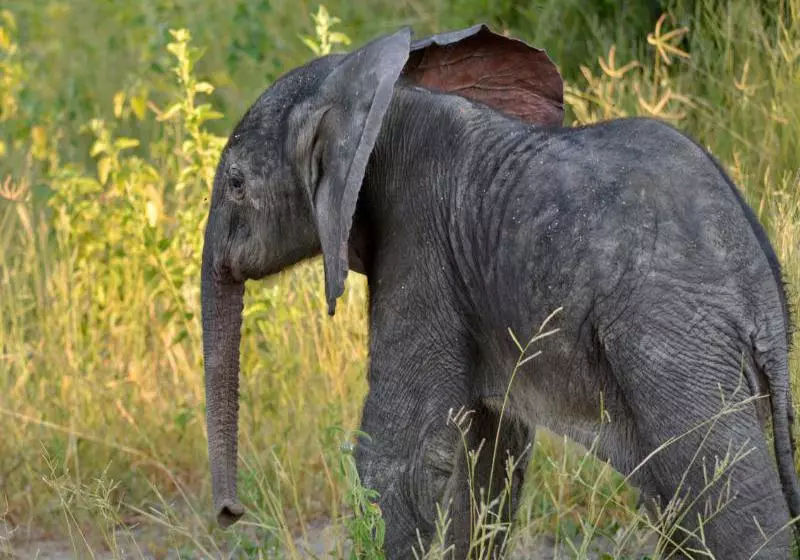 هتل Ghoha Hills Savuti Lodge