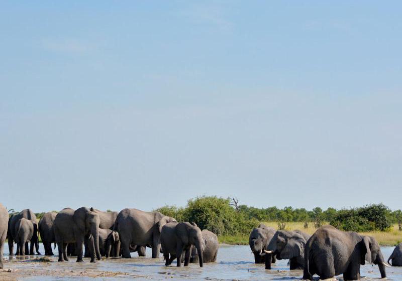 酒店 Ghoha Hills Savuti Lodge