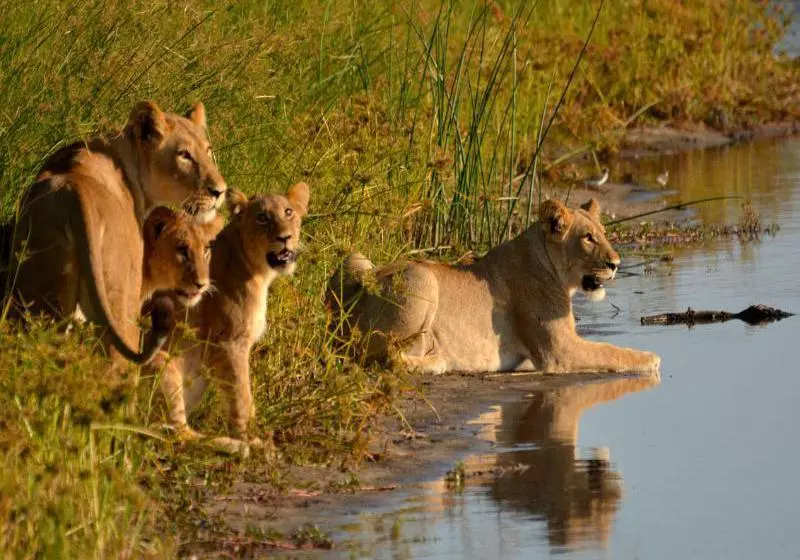 هتل Ghoha Hills Savuti Lodge