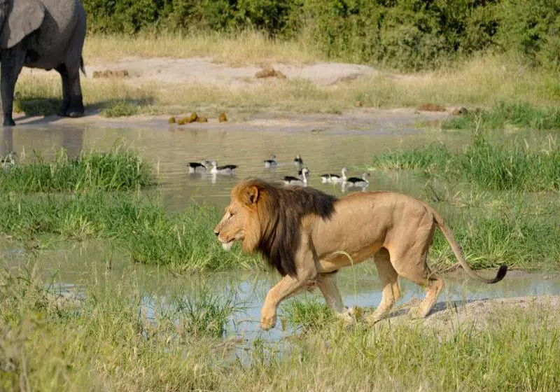 هتل Ghoha Hills Savuti Lodge