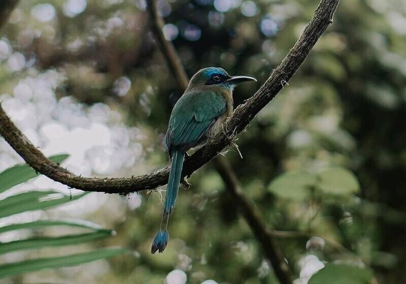 Natüra Hotel Monteverde