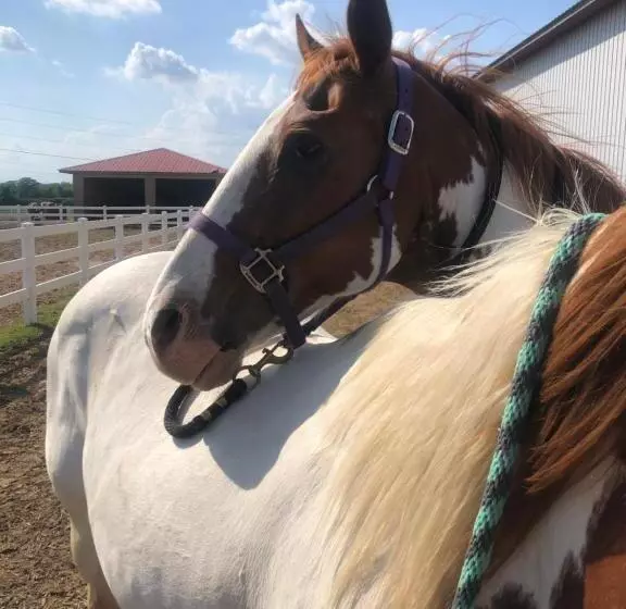 ホテル Red Roof Stable And Farm Llc