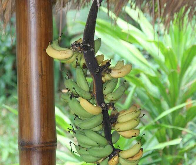 호텔 Gecko Lipe Resort