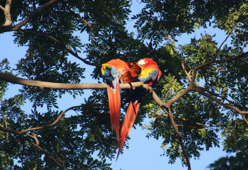 Bed and Breakfast House Of The Macaws
