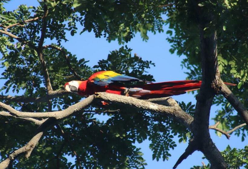 Bed and Breakfast House Of The Macaws