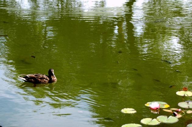 هتل Raganas ķēķis