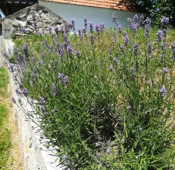 ペンション Bodrogparti Vendégház Sárazsadány