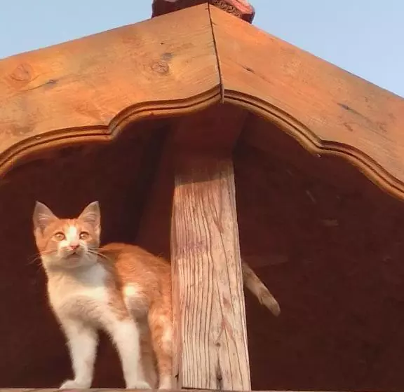 Majatalo Granichar 3 Surfa