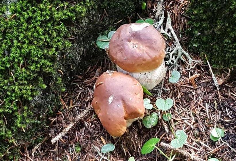 Пансион Affittacamere Da Silvia