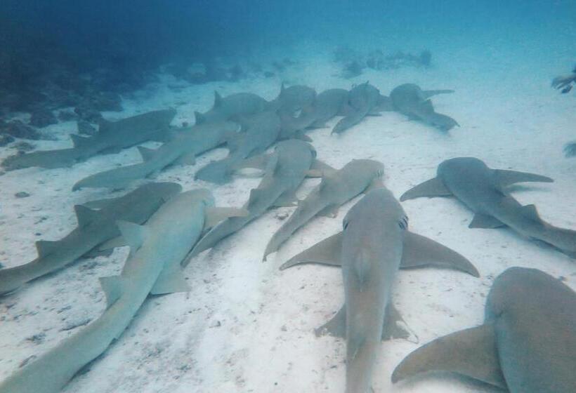 پانسیون Seena Inn